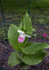 Close up view of a pink and white cypripedium reginae (showy lady’s slipper) orchid flower,...