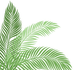 Palm Tree Leaf Border