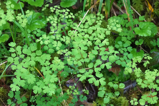 Closeup on the fragile foliage of the western meadow-rue wildflower, Thalictrum occidentale at Coquille, Oregon