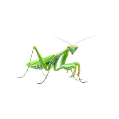 Bright Green Praying Mantis Isolated on White Background 