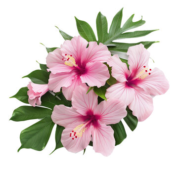 Hawaii Flower Isolated on Transparent Background
