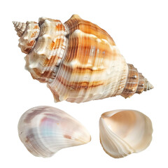 Obraz premium Sea Spiral Isolated on Transparent Background