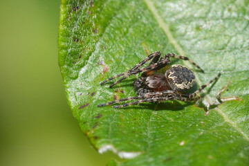 Closeup on a North-American Ornamental Orbweaver spider, Larinioides patagiatus on a green leaf