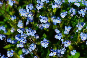 The blue flowers forget-me-not plant.
