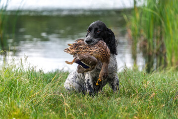 A dog with hunting trophy in the mouth near the lake. Duck hunting Russian spaniel.