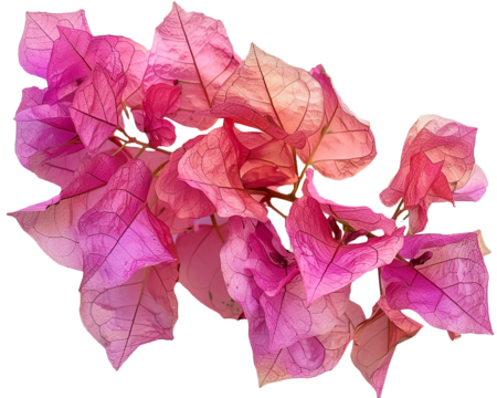 Begonia Flower Isolated on Transparent Background