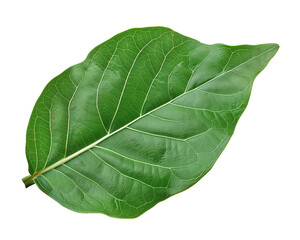 Obraz premium Green Leaf Isolated on Transparent Background