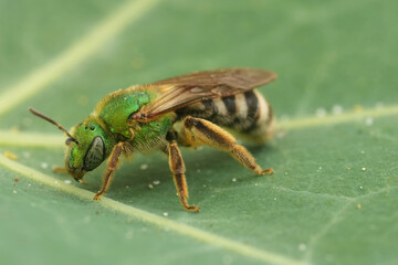 Closeup on a female bicolored striped sweat bee, Agapostemon virescens, sitting on a green leaf