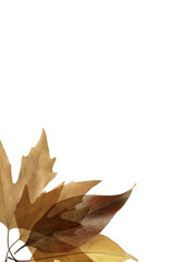 autumn leaves isolated on white