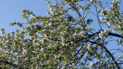 A tree with many white flowers is in the middle of a blue sky