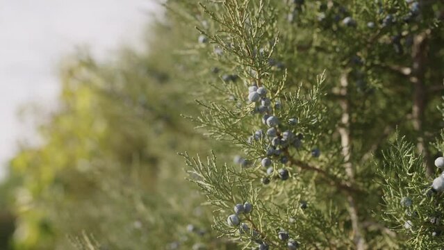 Slow motion closeup shot of juniper tree with berries