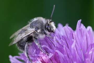 Closeup on a male Pacific Dune-Digger solitary bee, Habropoda miserabilis on a purple flower , Bandon, Oregon