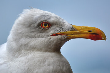 Seagull
