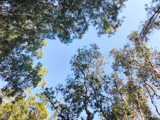 Acacia tree bottom view in the sky