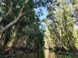 lake in the Acacia forest mekong delta