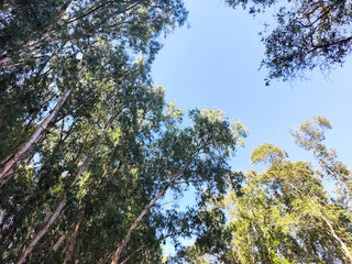 Acacia trees in Tra su forest