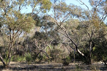 Typical native treescape on Limestone Coast, South Australia