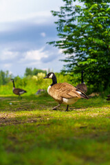 Country goose on a grass