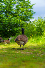 Duck on the grass
