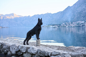 A black Schnauzer stands proudly on a seaside promenade. The still waters mirror the peaceful...