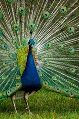 Obraz premium A male peacock displays its stunning tail feathers in a colorful courtship ritual, epitomizing avian beauty and natural behavior in this captivating photograph.
