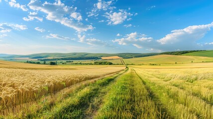 Obraz premium Beautiful summer rural natural landscape with fields young wheat, blue sky with clouds. Warm fresh morning and road stretching into distance.