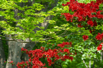 新緑とツツジ