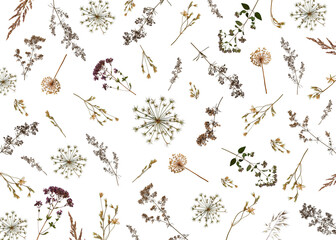 Plant background. Composition of dried herbs and flowers isolated on white. Perfect for creating botanical postcard, wedding invitation, interior design. Pressed floristry, oshibana.