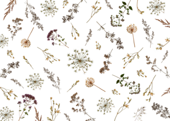 Plant background. Composition of dried herbs and flowers isolated on white. Perfect for creating botanical postcard, wedding invitation, interior design. Pressed floristry, oshibana.