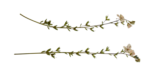 Delicate dry pressed wildflowers isolated on white background. Design element for creating oshibana, greeting cards, invitations, frames, floral postcards.