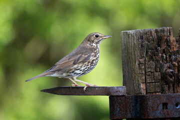 A song thrush, Turdus philomelos, perched on a metal gate hinge with space for text around the bird