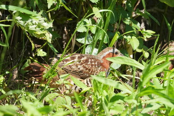 chinese partridge in a forest