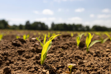 corn sprouts in sunny spring weather
