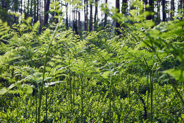 las,paprocie  © Marcin Łazarczyk