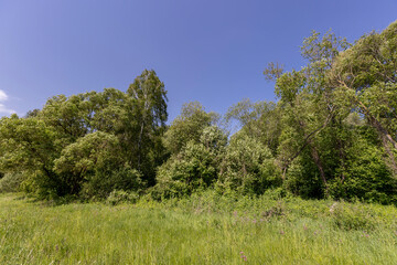 deciduous trees in windy weather in swaying foliage