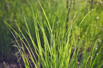 trawa © Marcin Łazarczyk