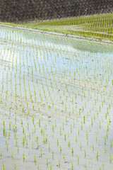 田植えが終わったばかりの田んぼの風景