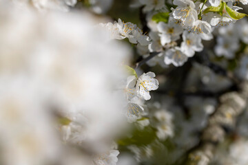 large inflorescences of white cherry blossoms in spring