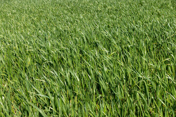monoculture field with wheat closeup in sunny weather