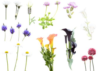 切り抜き透過素材セットー初夏の花3