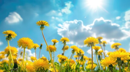 Many yellow dandelion flowers on meadow in nature in summer close-up macro against a blue sky with clouds. Bright summer landscape panorama, colorful artistic image, ultra wide banner format.