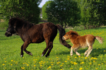 two ponies grazing,  two ponies are running in the field, mother pony and baby pony runnieng in the...