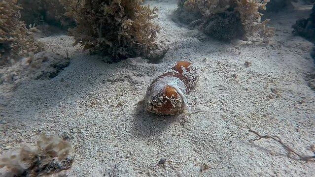 when an holothuria feels threatened, it can eject part of its internal organs called Cuvier's tubules