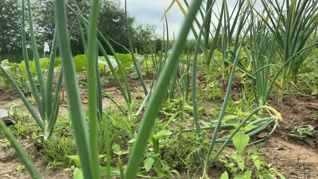 A summer resident is weeding garlic in his garden. The man works with a hoe and his hands. Accidentally cuts off a garlic bush. Shot from ground level, close-up. Shot from the side.