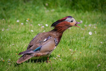Male mandarin duck  (Aix galericulata) in a threatening pose
