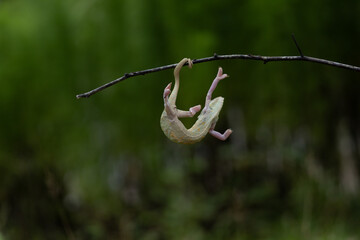 Photograph of Veiled Chameleon in the branch