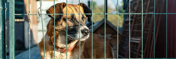 Stray dog in animal shelter waiting for adoption. Portrait of homeless dog in animal shelter cage.