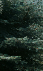 White spruce branches