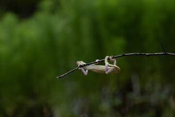 Photograph of Veiled Chameleon in the branch