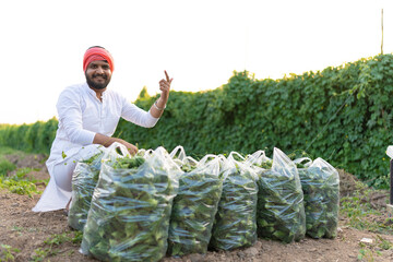 Indian farmer at bitter gourd agriculture field 